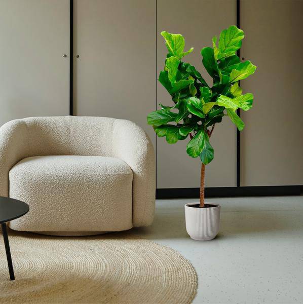 Ficus Lyrata – Echte Geigenfeige auf Stamm – Feigenbaum – 150cm – Ø30cm – Elegante Zimmerpflanze mit großen Blättern – Pflegeleichte Grünpflanze für Wohnzimmer und Büro