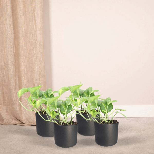 Efeutute - Epipremnum Aureum Scindapsus - Zimmerpflanze - Ø12cm - ↕20cm - 4 Stück