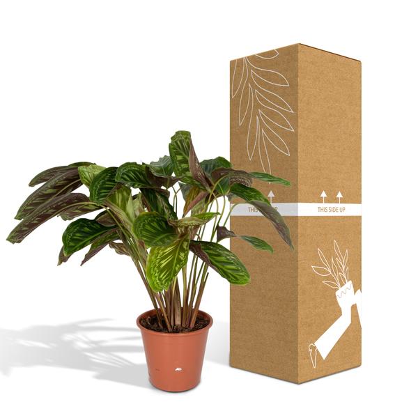Calathea Flamestar - Pfauenpflanze - Ø19cm - ↕75cm