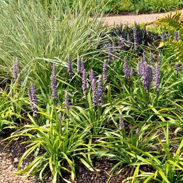 Liriope muscari 'Ingwersen' – Glöckchentraube – Immergrüne Staude mit lavendelfarbenen Blüten – Ø14cm – ↨25cm – 6 Pflanzen