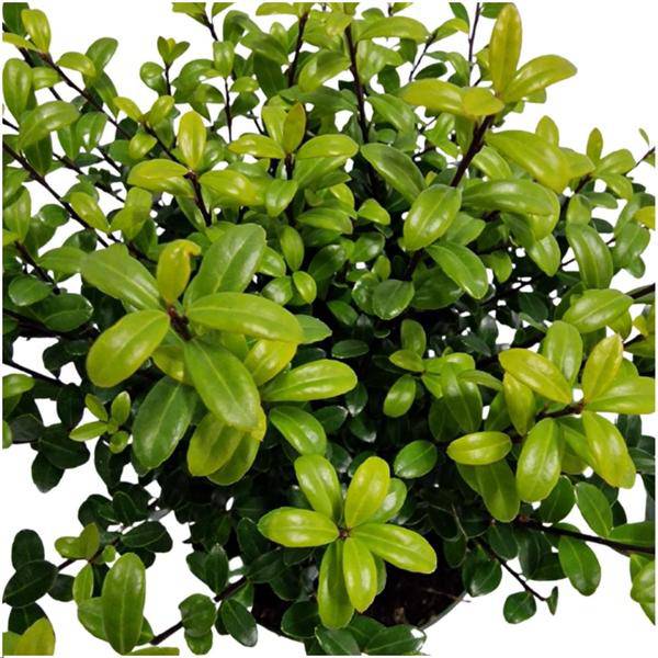 Stechpalmenhecke - Ilex crenata 'Jenny'® - Set mit 6 winterharten Pflanzen - 1 Meter - Immergrüne Hecke