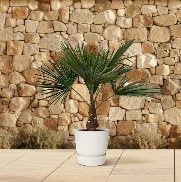 Hanfpalme – Trachycarpus 100cm – Ø21cm – Immergrüne Palme mit fächerförmigen Blättern – Exotische Kübelpflanze für Garten, Terrasse, Wintergarten & Wohnzimmer – Pflegeleicht