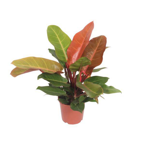 Baumfreund - Philodendron Prinz von Orange -Zimmerpflanze - Ø17cm - ↕45cm