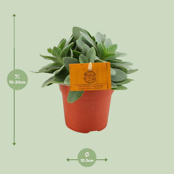 Senecio Cephalophorus – Kreuzkraut Ruby Slippers – Sukkulente Zimmerpflanze oder Gartenpflanze – Ø10.5cm – Höhe ca. 15cm