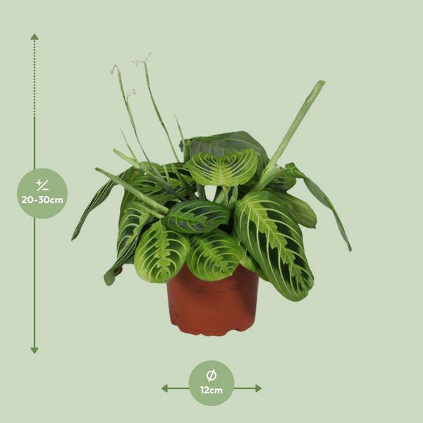 Pfeilwurz - Maranta Leuconeura Fascinator Lemon Lime - Zimmerpflanze - Ø12cm - ↕30cm