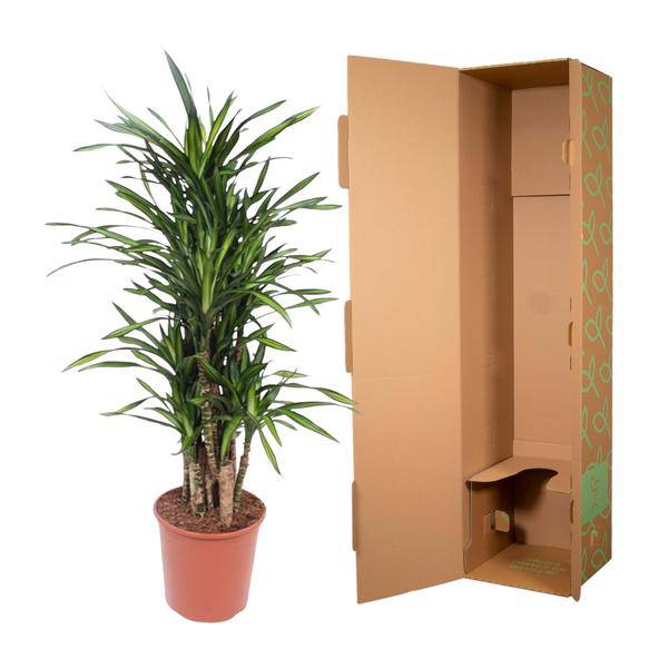 Drachenbaum - Dracaena Riki - Zimmerpflanze - 140cm - ø30cm