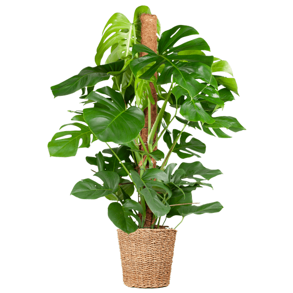 Monstera Deliciosa – Köstliches Fensterblatt – Zimmerpflanze – 120 cm – Ø24 cm – inkl. Pflanzkorb Torun – Trendige Blattstruktur, pflegeleicht, tropisches Flair