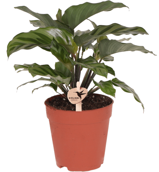 Korbmarante - Calathea - Zimmerpflanze - Ø9cm