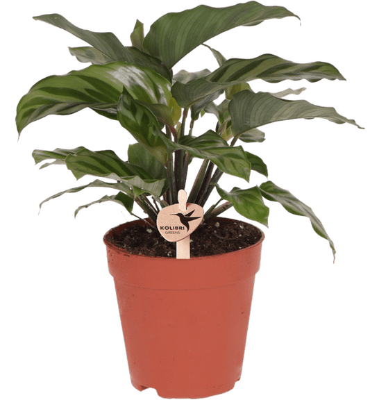 Korbmarante - Calathea - Zimmerpflanze - Ø9cm