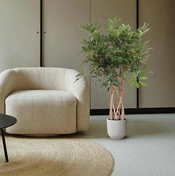 Strahlenaralie – Schefflera Arboricola Compacta – Zimmerpflanze – 140cm – Ø30cm – dekorative Indoor-Pflanze mit geflochtenem Stamm und glänzend grünen Blättern