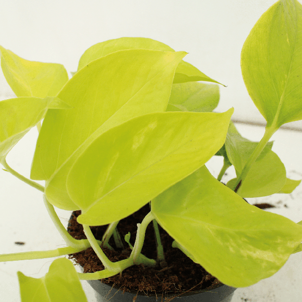 Efeutute - Epipremnum Golden Pothos Scindapsus - Zimmerpflanze - Ø12cm - ↕15cm - 4 Stück
