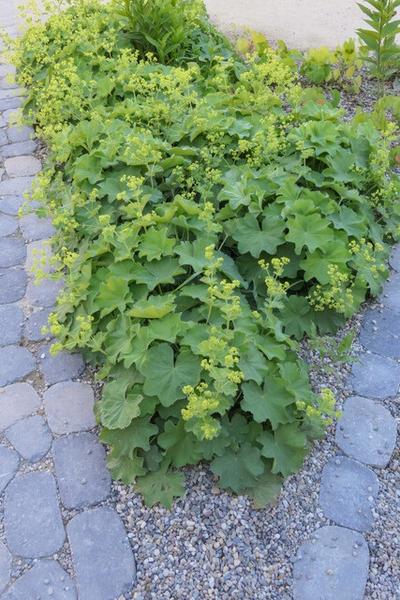 Weicher Frauenmantel – Alchemilla mollis – Staude – Bodendecker – Gelb-grüne Blüten – 20 Pflanzen – Ø9cm – ↕10-25cm