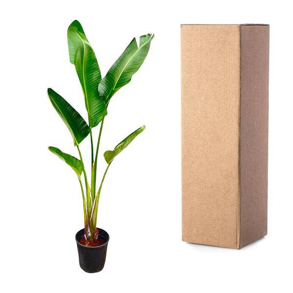 Baum-Strelitzie - Strelitzia Augusta - Zimmerpflanze - 210cm - ø30cm