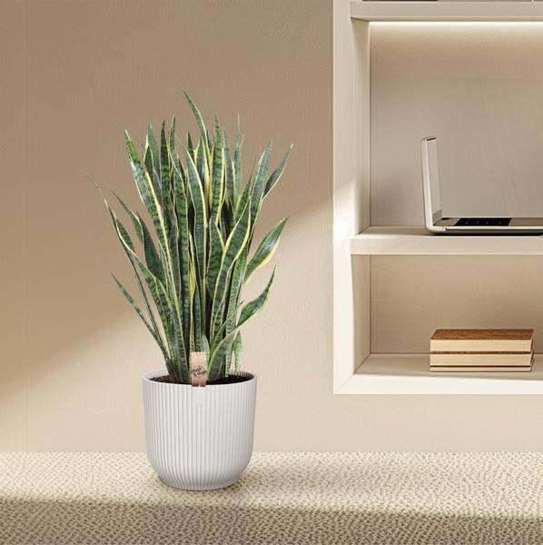 Bogenhanf – Sansevieria Laurentii – Zimmerpflanze 100cm – Ø35cm – Pflegeleichte Grünpflanze mit gelbem Rand – Luftreinigende Schlangenpflanze für Wohnzimmer, Büro & Schlafzimmer