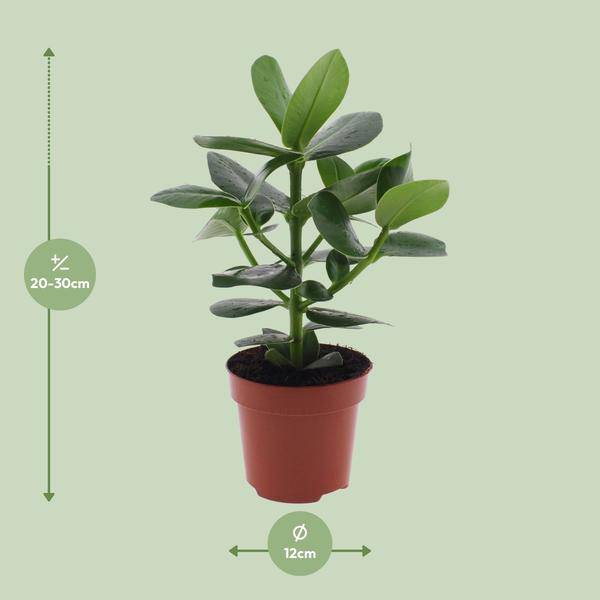 Clusia rosea Princess – Balsamapfel – Ø12cm – ↕15cm – Dekorative Zimmerpflanze mit glänzenden Blättern – Pflegeleicht & luftreinigend – Autogrammbaum