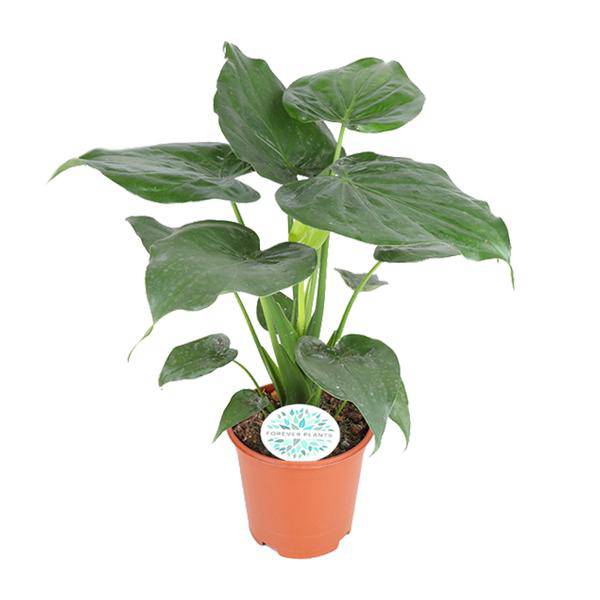 Elefantenohr - Alocasia Cucullata - Zimmerpflanze - Ø21cm - ↕80cm