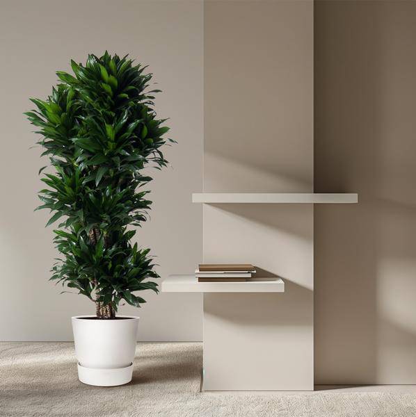 Drachenbaum - Dracaena Compacta - Zimmerpflanze - 140cm - ø31cm