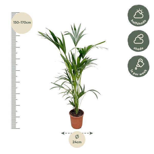 Kentia-Palme – Howea forsteriana – Zimmerpflanze – 160cm – Ø24cm – elegante Grünpflanze für Wohnzimmer, Büro & Wintergarten – pflegeleichte Palme