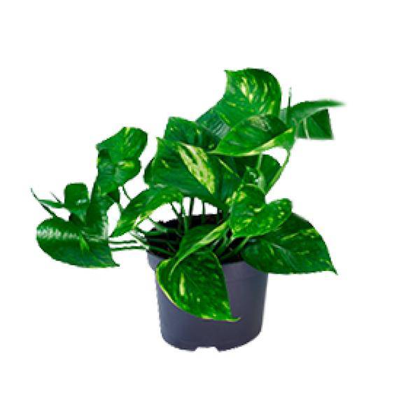 Efeutute – Epipremnum aureum – Ø12cm x H20cm – Schnelle & pflegeleichte Zimmerpflanze – Kletter- oder Hängepflanze – Luftreinigend – Im Pflanztopf – Direkt aus der Gärtnerei