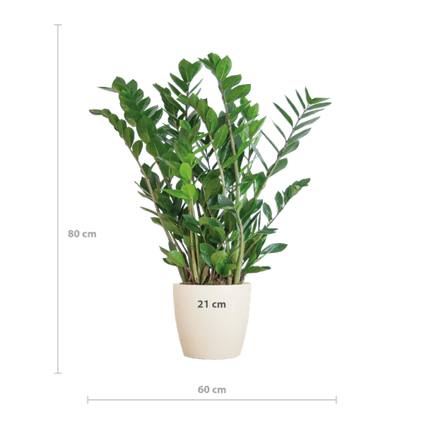Zamioculcas Zamiifolia Glücksfeder – robuste Zimmerpflanze ↕80cm Ø21cm – pflegeleichte Smaragdpalme im nachhaltigen Viber Topf Weiß