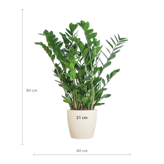Zamioculcas Zamiifolia Glücksfeder – robuste Zimmerpflanze ↕80cm Ø21cm – pflegeleichte Smaragdpalme im nachhaltigen Viber Topf Weiß