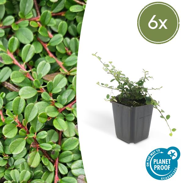 Cotoneaster pr. 'Streib's Findling' - Zwergmispel - ↕10-25cm - Ø9cm - 6 Stück