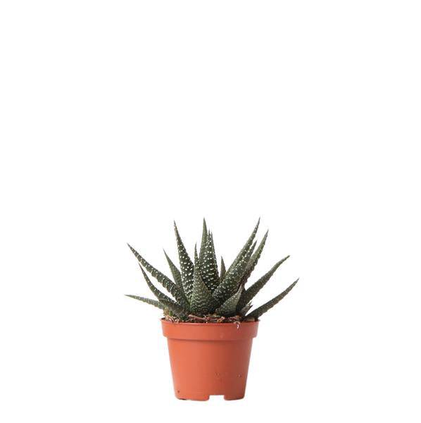 Sukkulente Haworthia Royal Highness – Grüne Zimmerpflanze – Ø6cm – Pflegeleichte Grünpflanze – Stilvolle Dekoration für Zuhause