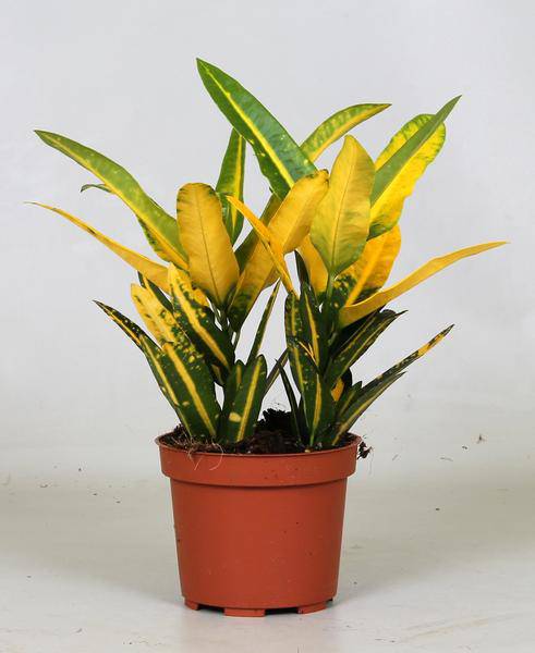 understrauch - Croton Sonniger Stern - Zimmerpflanze - Ø12cm - ↕30cm