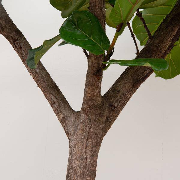 Geigen-Feige - Ficus Lyrata XXL - Zimmerpflanze - 300cm - ø55cm