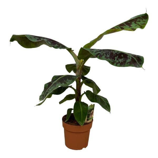 Bananenpflanze Musa – tropische Zimmerpflanze – Höhe ca. 80cm – Ø21cm – dekorative Pflanze mit großen grünen Blättern für Wohnzimmer, Büro & Balkon