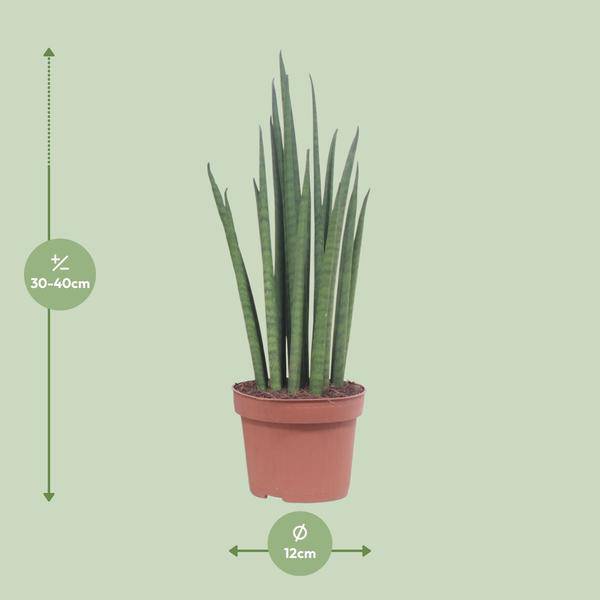 Bogenhanf - Sansevieria Mikado - Zimmerpflanze - Ø12cm - ↕40cm
