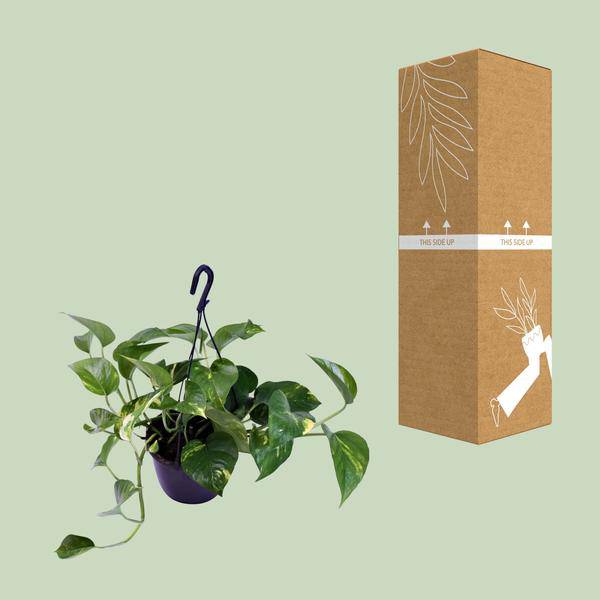 Gefleckte Efeutute - Scindapsus Pictus Trebie - Zimmerpflanze - Ø15cm - ↕30cm