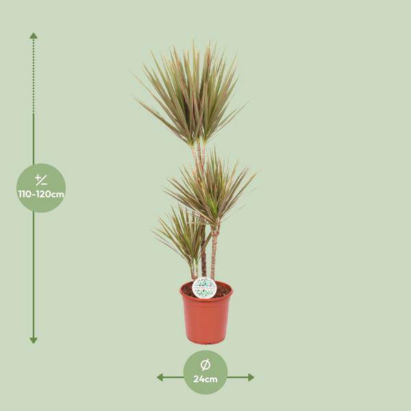 Drachenbaum - Dracaena Bicolor - Zimmerpflanze - Ø24cm - ↕115cm
