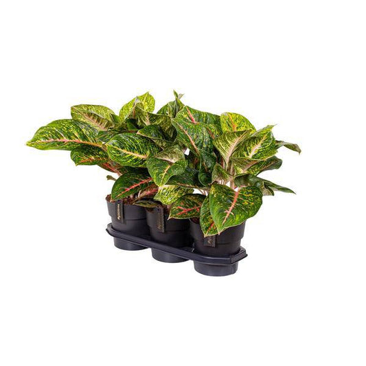 Kolbenfaden - Aglaonema Frühling Rot - Zimmerpflanze - Ø19cm - ↕60cm