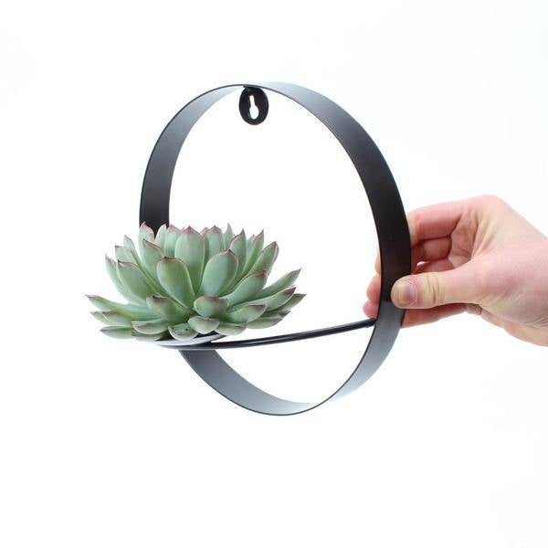 Sukkulente - Echeveria Pulidonis auf Wanddeko Ring Schwarz Ø20cm - ↕20 cm