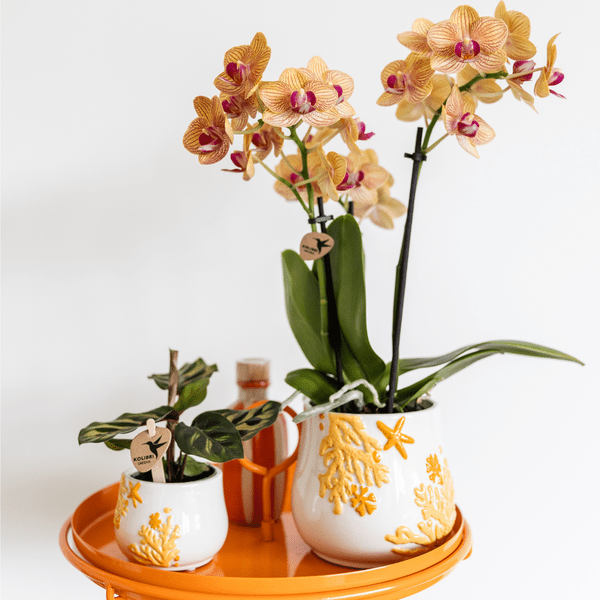 Calathea Makoyana - Pfauen-Korbmaranthe - Zimmerpflanze - Ø9cm