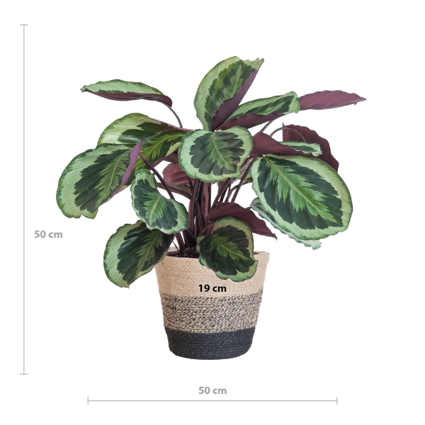 Calathea Medaillon 65cm – Korbmarante Zimmerpflanze Ø21cm im schwarzen Jutekorb Lissabon – tropische Grünpflanze mit dekorativen Blättern