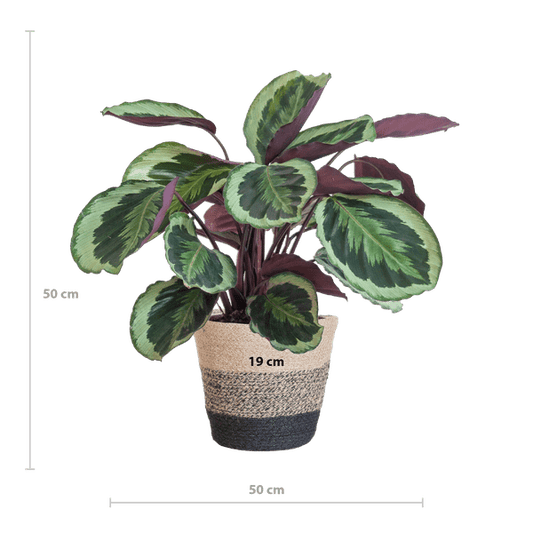 Calathea Medaillon 65cm – Korbmarante Zimmerpflanze Ø21cm im schwarzen Jutekorb Lissabon – tropische Grünpflanze mit dekorativen Blättern