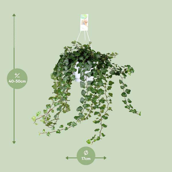 Efeu – Hedera Helix Wonder Green – Zimmerpflanze – Ø24 cm – 70 cm Höhe – Luftreinigend & Pflegeleicht – Kletterpflanze für Wohnräume