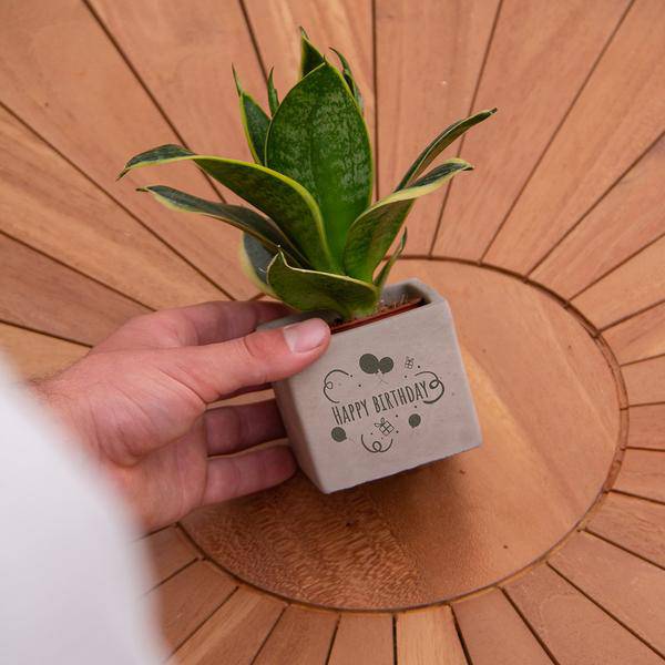 Geschenk Pflanze Sansevieria – Happy Birthday Botschaft – Zimmerpflanze im Design Blumentopf – Persönliches Geburtstagsgeschenk statt Blumenstrauß – Luftreinigend & pflegeleicht