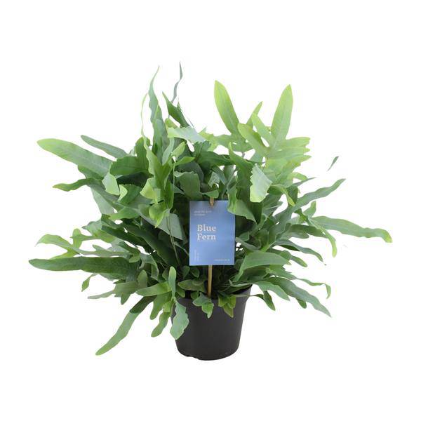 Baumfreund - Phlebodium Blauer Farn - Zimmerpflanze - Ø14cm - ↕40cm