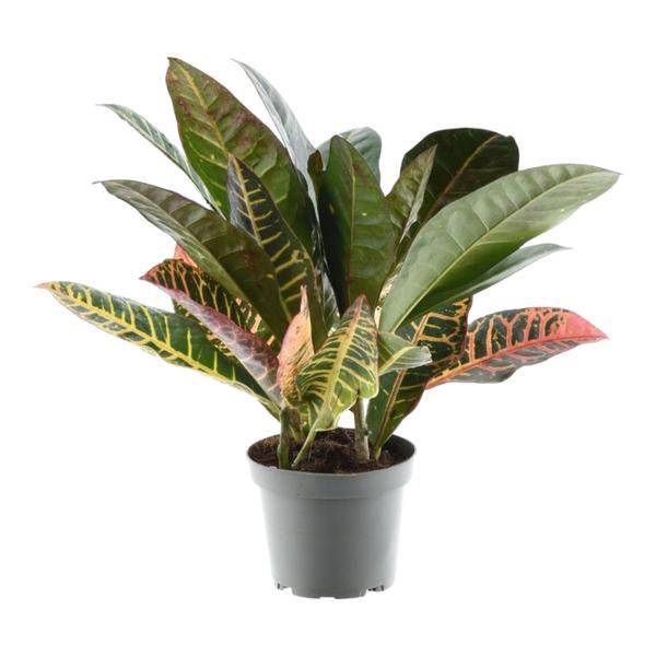 Codiaeum variegatum 'Petra' - Wunderstrauche - Zimmerpflanze - ↕30cm - ø12cm