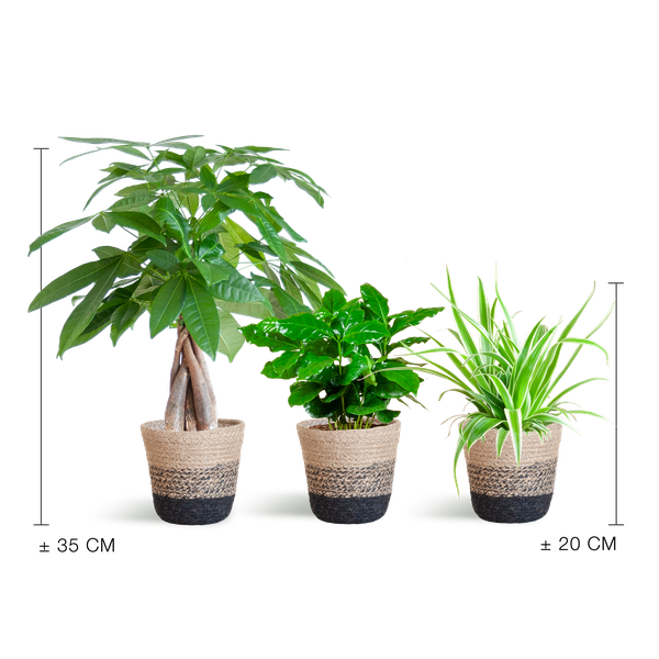 Tierfreundliches Pflanzset – Ungiftige Zimmerpflanzen für Katzen & Hunde – 3 Pflanzen Ø12 cm – Inkl. nachhaltigem Korb Lissabon Schwarz – Pachira, Grünlilie & Coffea – Sicher für Kinder & Haustiere