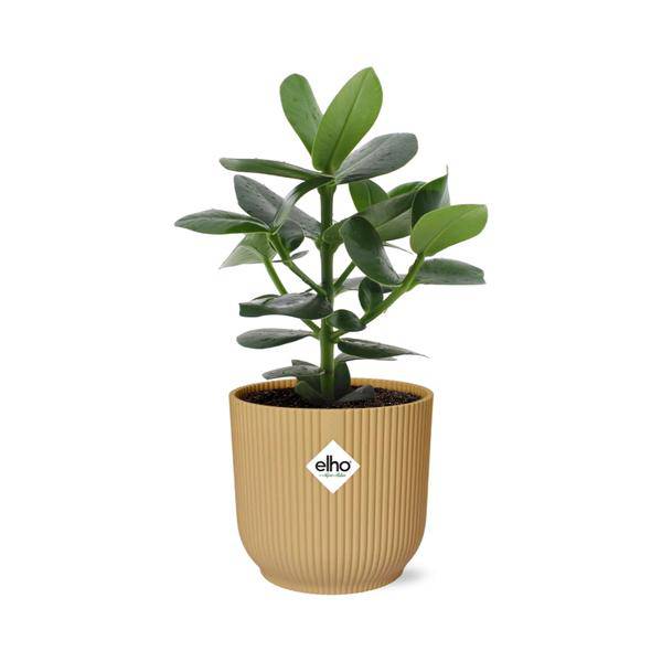 Balsamapfel - Clusia Princess - Zimmerpflanze + Topf Vibes Fold 14cm Gelb
