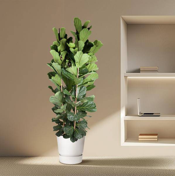 Geigen-Feige - Ficus Lyrata - 250cm - ø48cm