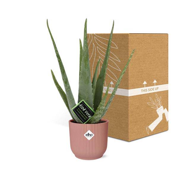 Echte Aloe - Aloe Vera - Zimmerpflanze - 12cm + Topf Vibes Falten 14cm Rosa