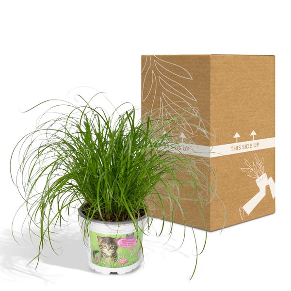 Katzengras – Cyperus alternifolius – Ø12cm x H20cm – Wechselblättriges Zyperngras als Zimmerpflanze – Ungiftig für Katzen – Im Pflanztopf – Direkt aus der Gärtnerei