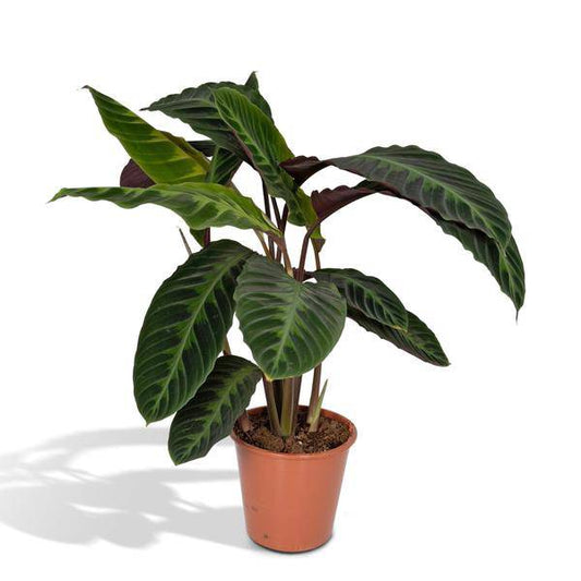 Calathea Warscewiczii – Pfauenpflanze – Ø19cm x H70cm – Samtige Zimmerpflanze mit gemusterten Blättern – Für schattige Standorte – Pflegeleicht – Direkt aus der Gärtnerei