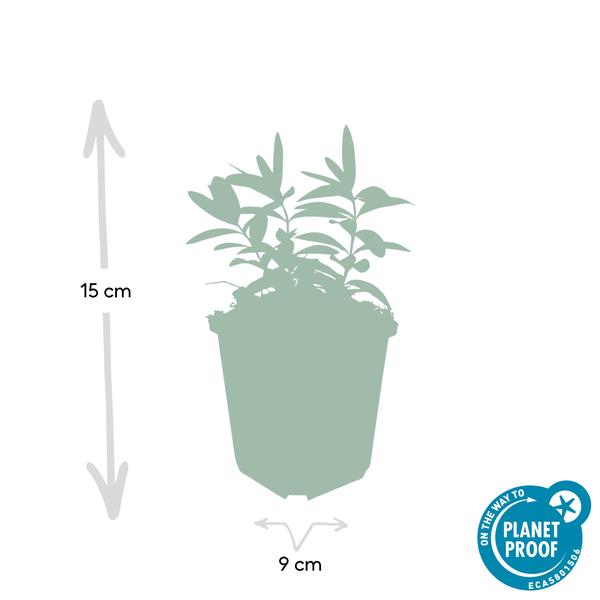 Hypericum calycinum – Großkelchiges Johanniskraut – ↕10-25 cm – Ø9 cm – 6 Pflanzen – Bodendecker & Blühpflanze – Pflegeleicht & sonnig