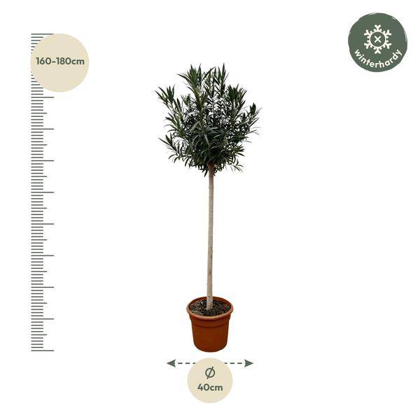 Rosenlorbeer – Nerium Oleander auf Stiel mit roter Blüte 170cm – Ø40cm – Mediterrane Kübelpflanze – Immergrüne Zierpflanze für Garten, Terrasse & Balkon – Pflegeleicht